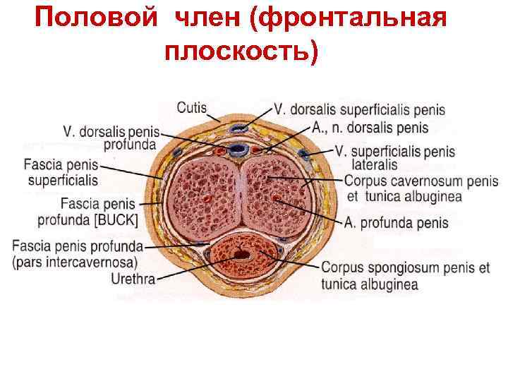 Половой член (фронтальная плоскость) 