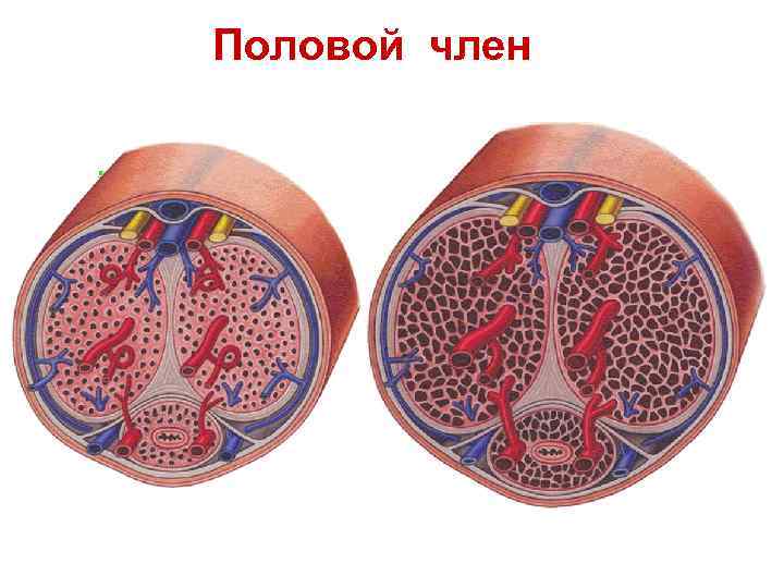 Половой член 