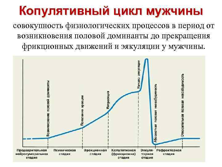 Копулятивный цикл мужчины совокупность физиологических процессов в период от возникновения половой доминанты до прекращения