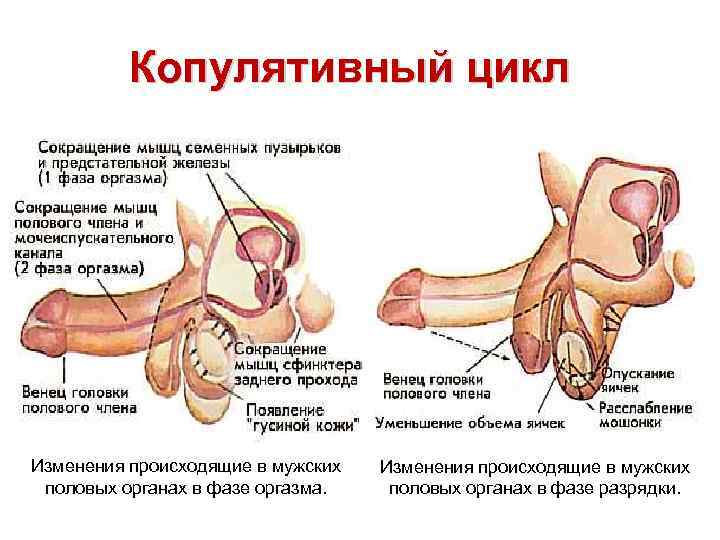 Копулятивный цикл Изменения происходящие в мужских половых органах в фазе оргазма. Изменения происходящие в