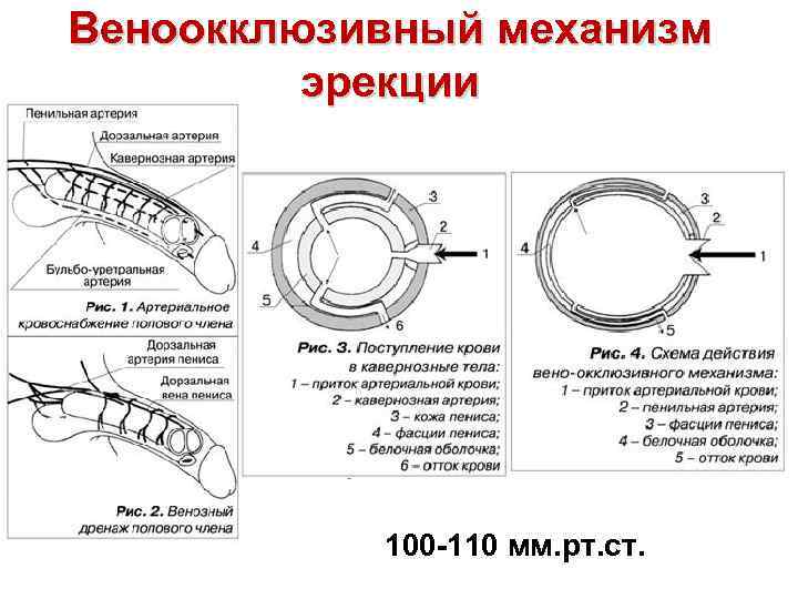 Веноокклюзивный механизм эрекции 100 -110 мм. рт. ст. 