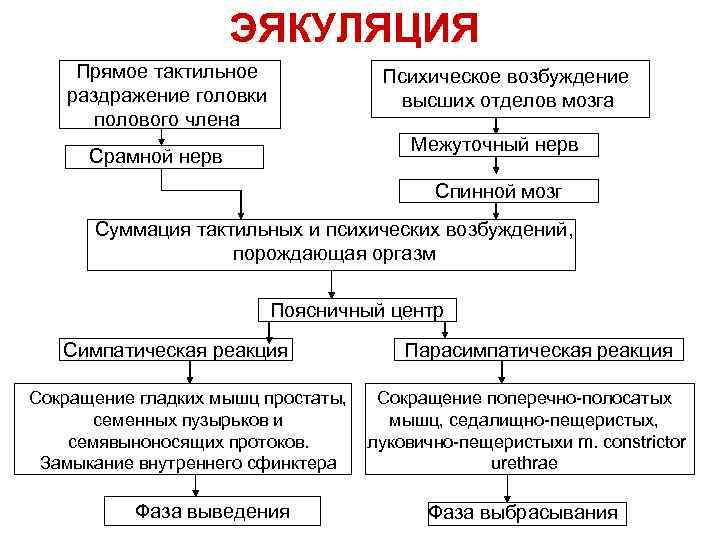  ЭЯКУЛЯЦИЯ Прямое тактильное раздражение головки полового члена Психическое возбуждение высших отделов мозга Межуточный