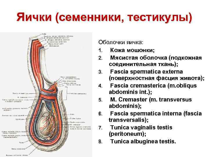 Яички (семенники, тестикулы) Оболочки яичка: 1. Кожа мошонки; 2. Мясистая оболочка (подкожная соединительная ткань);