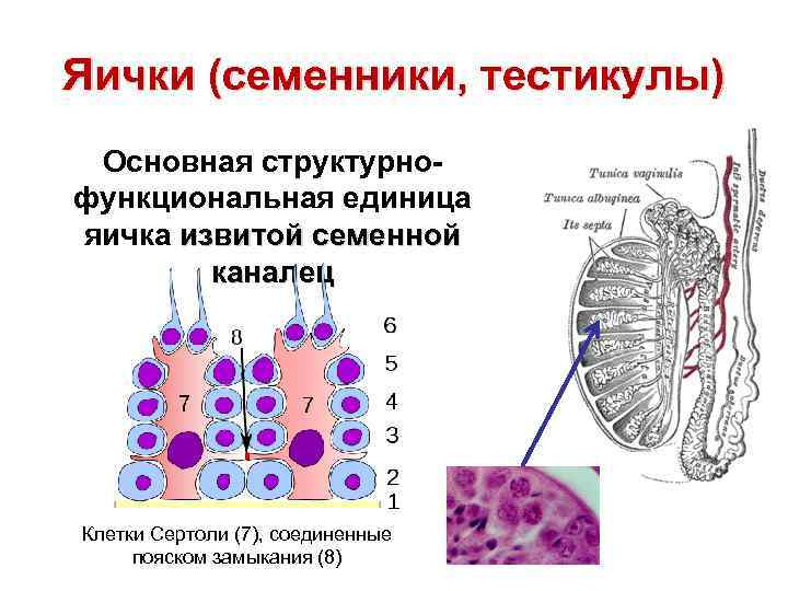 Яички (семенники, тестикулы) Основная структурнофункциональная единица яичка извитой семенной каналец Клетки Сертоли (7), соединенные