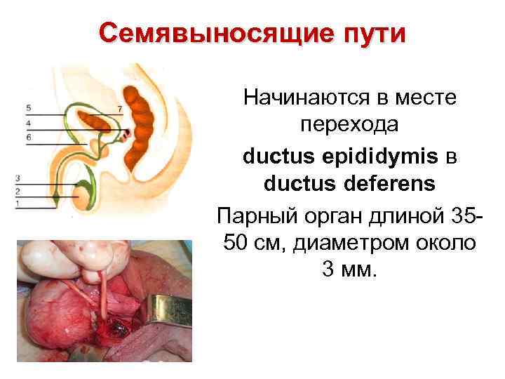 Семявыносящие пути Начинаются в месте перехода ductus epididymis в ductus deferens Парный орган длиной