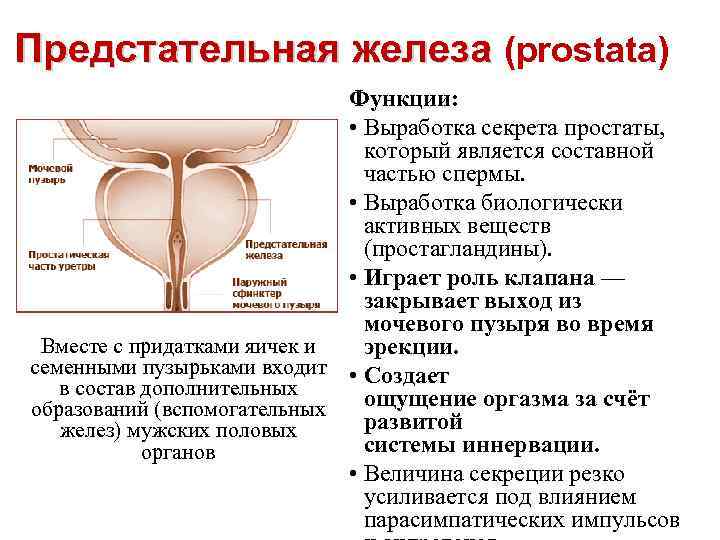 Предстательная железа (prostata) Функции: • Выработка секрета простаты, который является составной частью спермы. •
