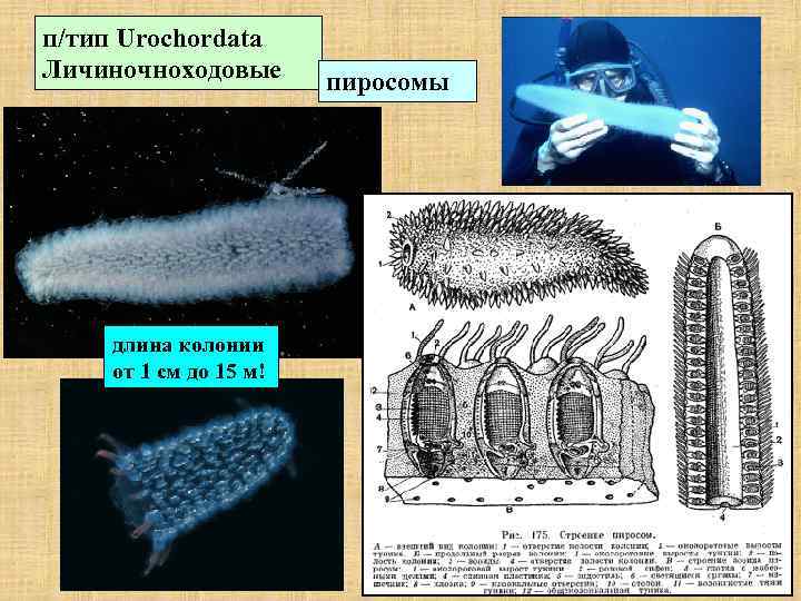 п/тип Urochordata Личиночноходовые длина колонии от 1 см до 15 м! пиросомы 