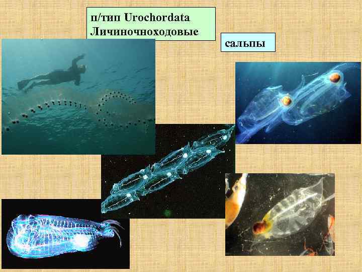 п/тип Urochordata Личиночноходовые сальпы 