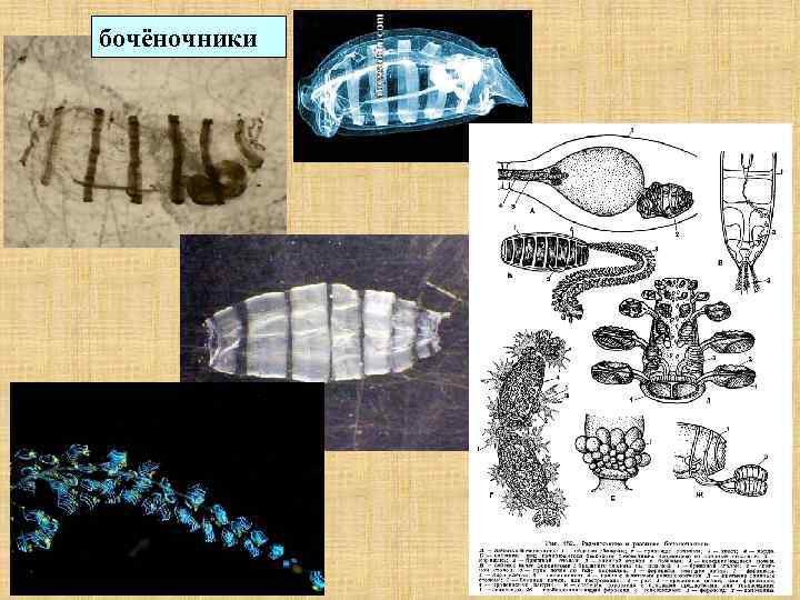 бочёночники 