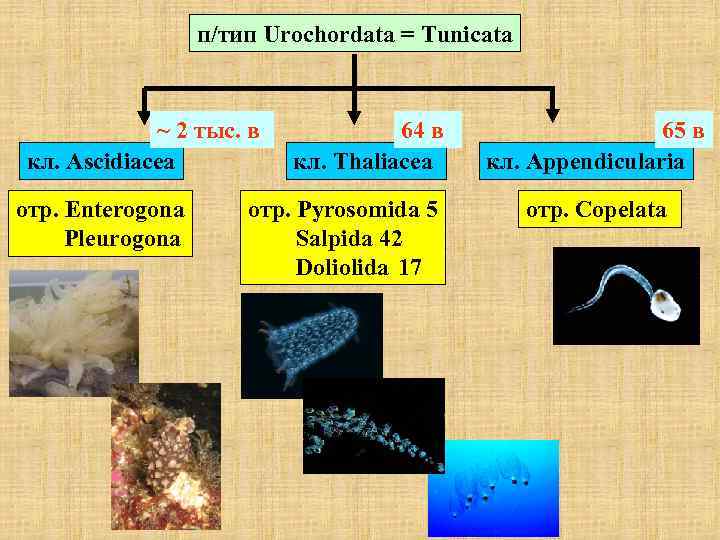п/тип Urochordata = Tunicata ~ 2 тыс. в кл. Ascidiacea отр. Enterogona Pleurogona 64