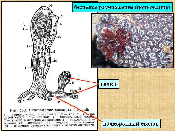 бесполое размножение (почкование) почки почкородный столон 