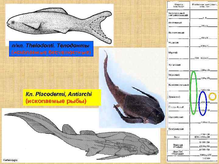 п/кл. Thelodonti. Телодонты (ископаемые бесчелюстные) Кл. Placodermi, Antiarchi (ископаемые рыбы) 