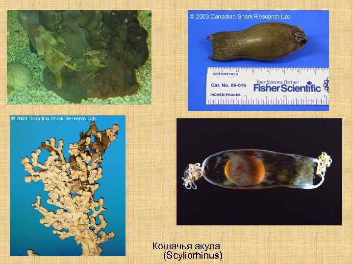 Кошачья акула (Scyliorhinus) 