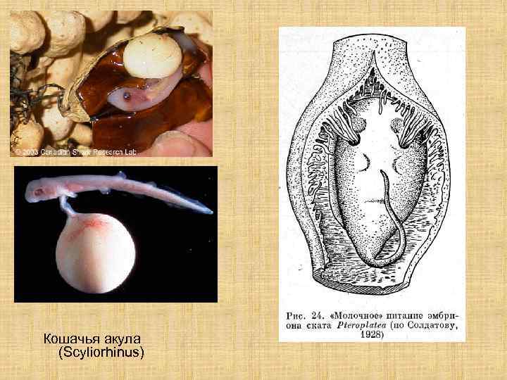 Кошачья акула (Scyliorhinus) 