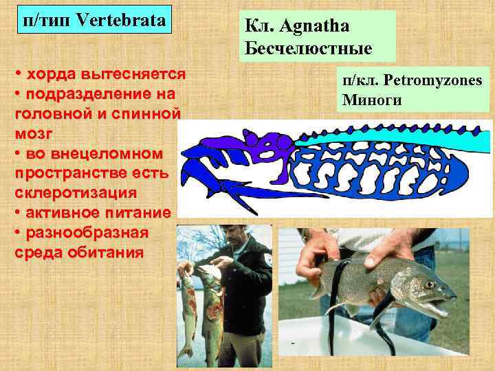 п/тип Vertebrata • хорда вытесняется • подразделение на головной и спинной мозг • во