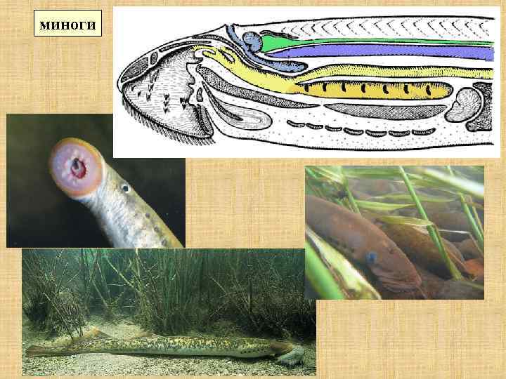 миноги 