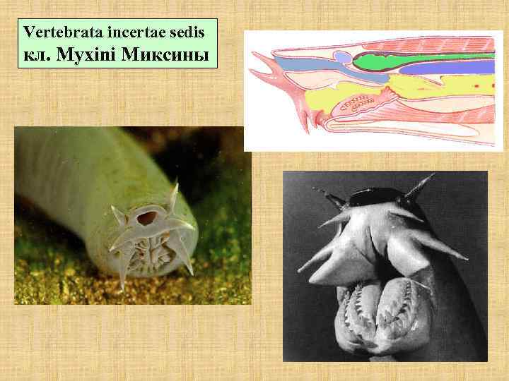 Vertebrata incertae sedis кл. Myxini Миксины 