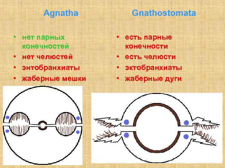 Agnatha • нет парных конечностей • нет челюстей • энтобранхиаты • жаберные мешки Gnathostomata