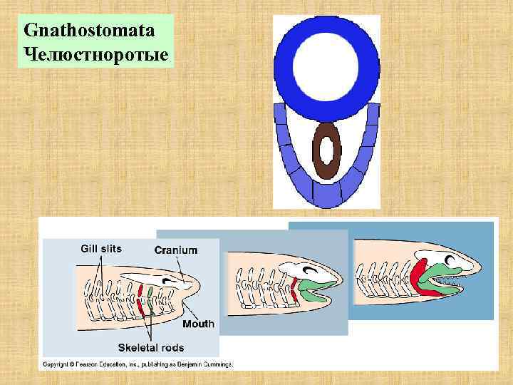 Gnathostomata Челюстноротые 