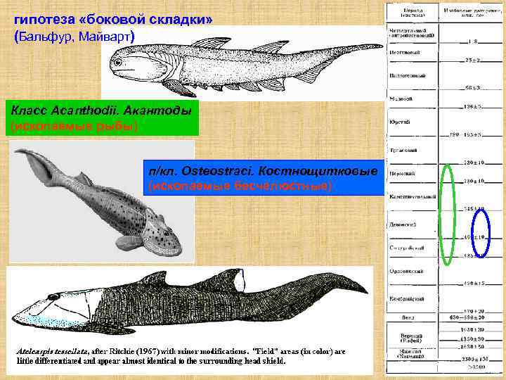 гипотеза «боковой складки» (Бальфур, Майварт) Класс Acanthodii. Акантоды (ископаемые рыбы) п/кл. Osteostraci. Костнощитковые (ископаемые