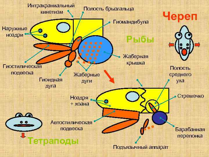 Интракраниальный кинетизм Полость брызгальца Гиомандибула Наружные ноздри Череп Рыбы Гиостилическая подвеска Гиоидная дуга Жаберная