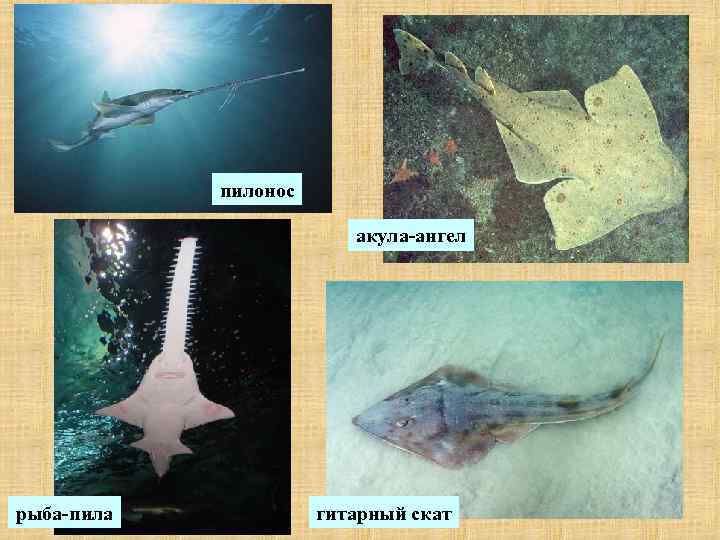 пилонос акула-ангел рыба-пила гитарный скат 