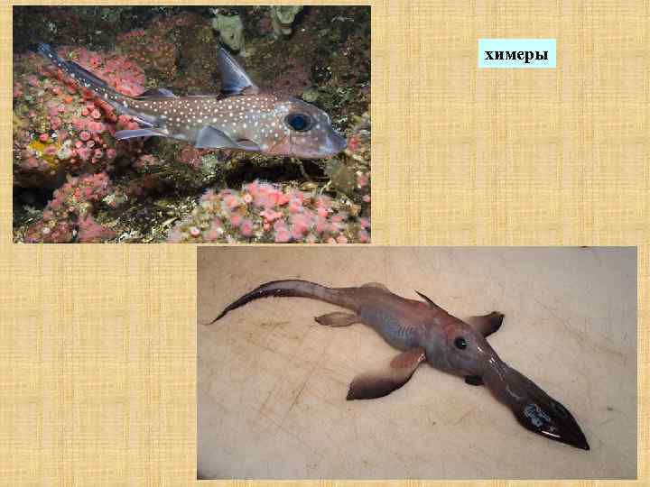 химеры 