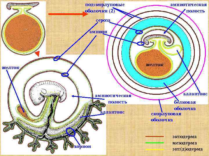 подскорлуповые оболочки (2) амниотическая полость сероза амнион желток амниотическая полость аллантоис хорион аллантоис белковая