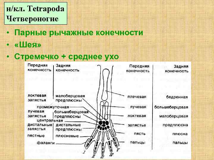 н/кл. Tetrapoda Четвероногие • Парные рычажные конечности • «Шея» • Стремечко + среднее ухо