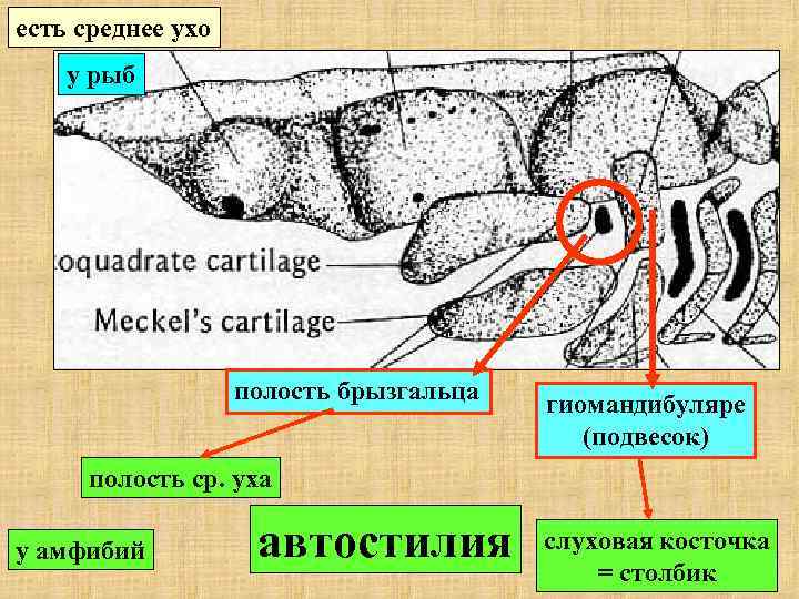 есть среднее ухо у рыб полость брызгальца гиомандибуляре (подвесок) полость ср. уха у амфибий