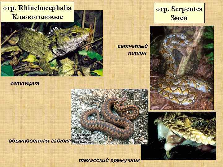 отр. Rhinchocephalia Клювоголовые отр. Serpentes Змеи сетчатый питон гаттерия обыкновенная гадюка техасский гремучник 