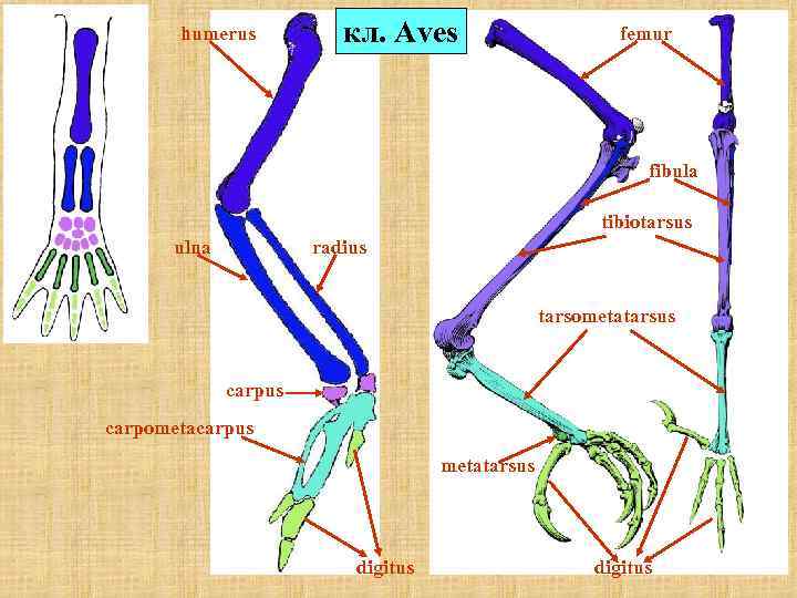 humerus кл. Aves femur fibula tibiotarsus ulna radius tarsometatarsus carpometacarpus metatarsus digitus 