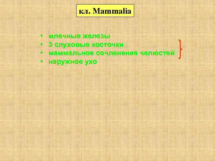 кл. Mammalia • • млечные железы 3 слуховые косточки маммальное сочленение челюстей наружное ухо