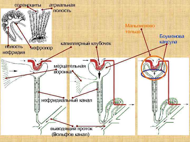 соленоциты атриальная полость Мальпигиево тельце полость нефридия нефропор капиллярный клубочек мерцательная воронка нефридиальный канал