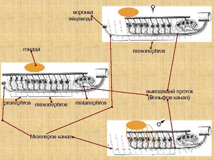 воронка яйцевода гонада pronephros mesonephros Мюллеров канал mesonephros metanephros выводящий проток (Вольфов канал) 