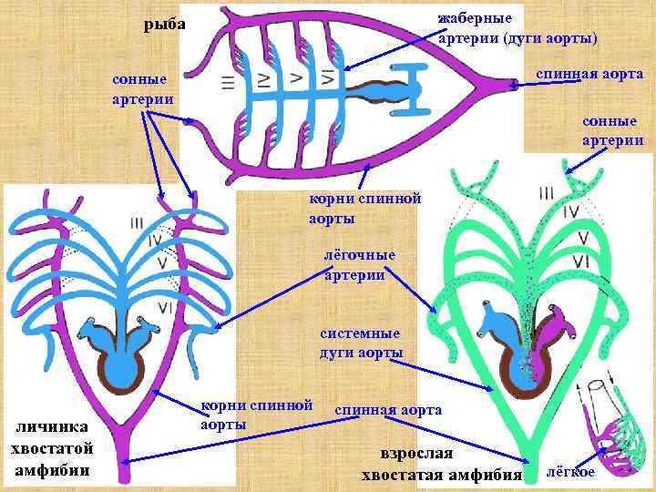 жаберные артерии (дуги аорты) рыба спинная аорта сонные артерии корни спинной аорты лёгочные артерии