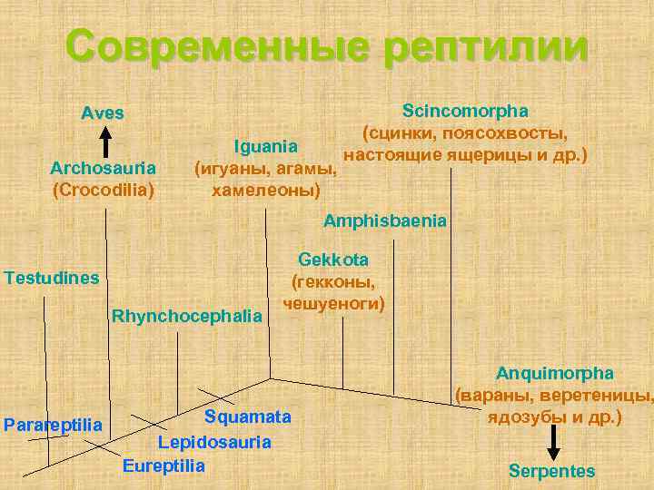 Современные рептилии Aves Archosauria (Crocodilia) Iguania (игуаны, агамы, хамелеоны) Scincomorpha (сцинки, поясохвосты, настоящие ящерицы