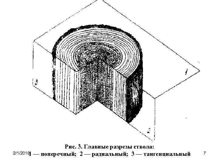 Рис. 3. Главные разрезы ствола: 2/1/2018 — поперечный; 2 — радиальный; 3 — тангенциальный