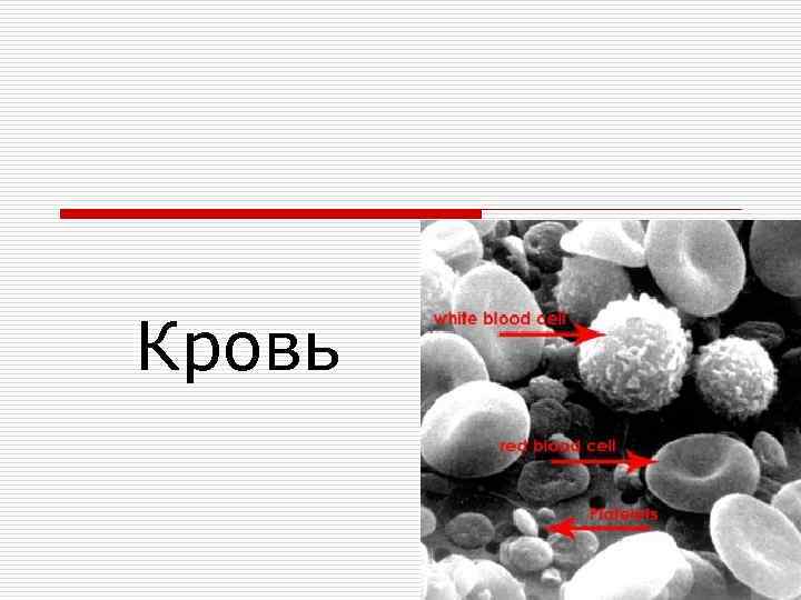 Кровь 