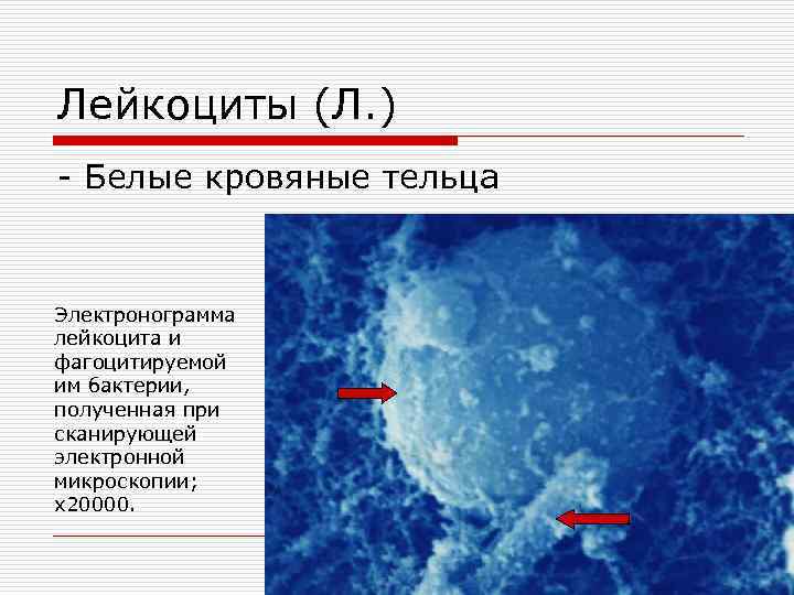 Лейкоциты (Л. ) - Белые кровяные тельца Электронограмма лейкоцита и фагоцитируемой им бактерии, полученная