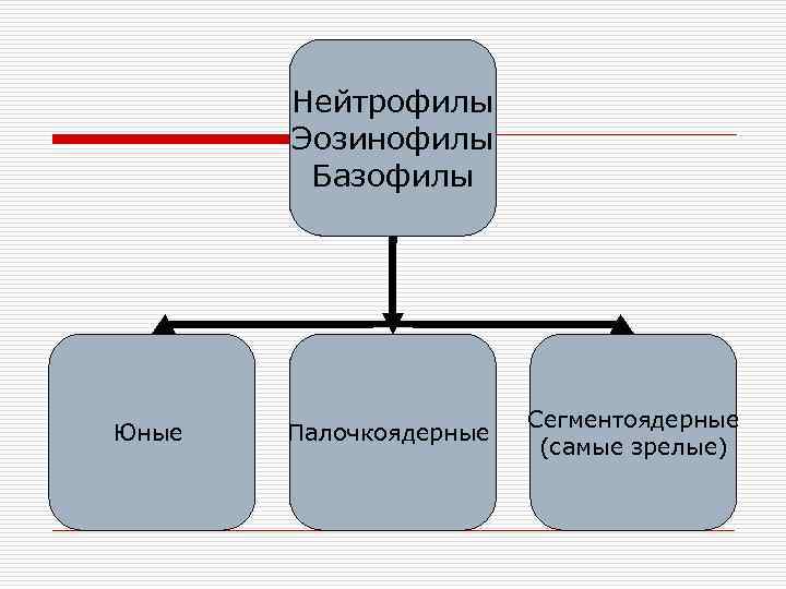 Нейтрофилы Эозинофилы Базофилы Юные Палочкоядерные Сегментоядерные (самые зрелые) 