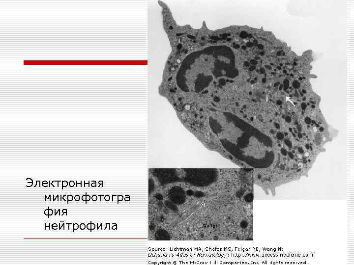 Электронная микрофотогра фия нейтрофила 