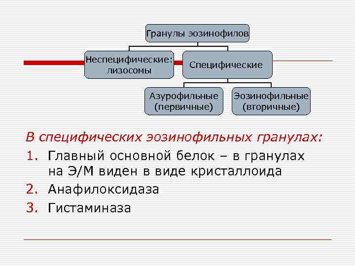 Гранулы эозинофилов Неспецифические: лизосомы Специфические Азурофильные (первичные) Эозинофильные (вторичные) В специфических эозинофильных гранулах: 1.