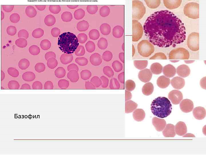 Базофилы под микроскопом фото