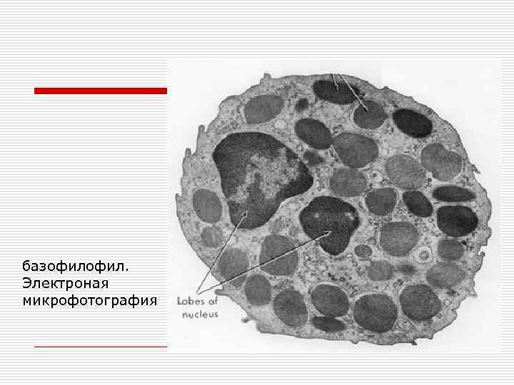 базофил. Электроная микрофотография 