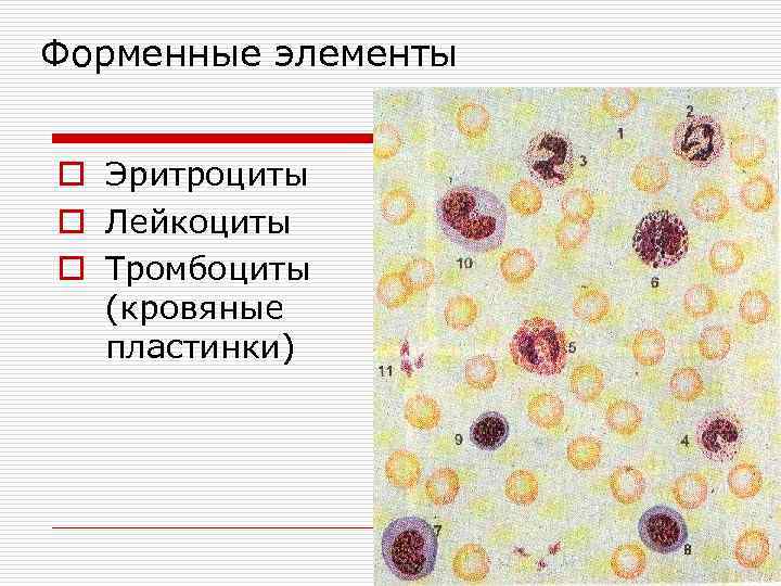 Форменные элементы ткани. Форменные элементы крови и лимфы. Кровь и лимфа, их форменные элементы. Форменные элементы отсутствующие в лимфы. Промиелоциты это форменные элементы.