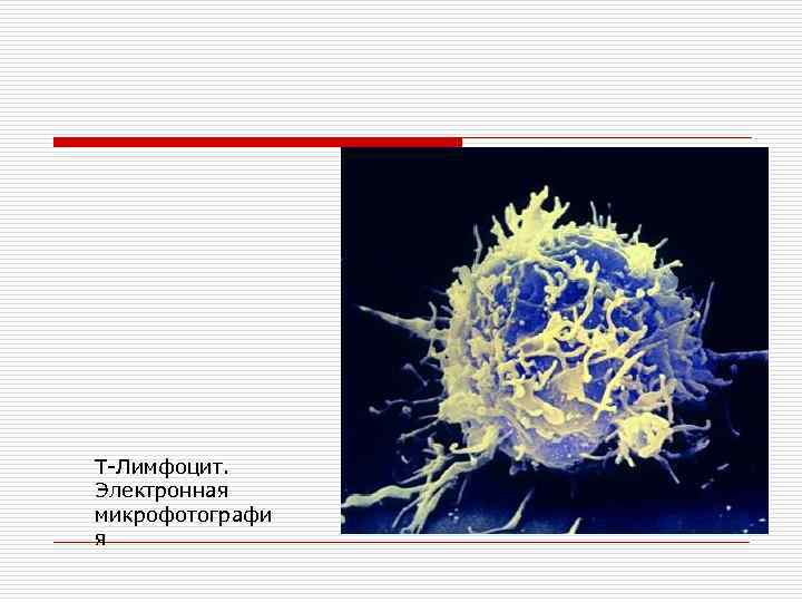 Т-Лимфоцит. Электронная микрофотографи я 