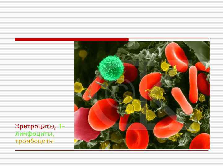 Эритроциты, Тлимфоциты, тромбоциты 