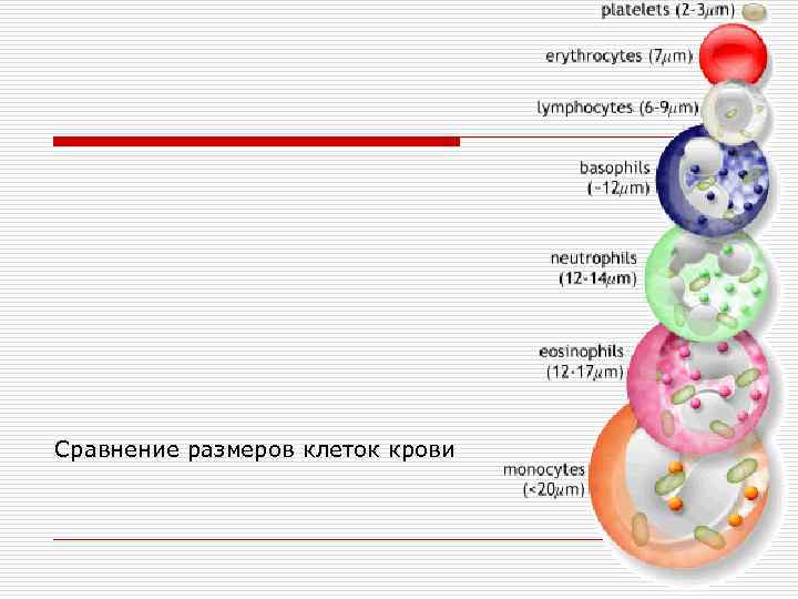Сравнение размеров клеток крови 