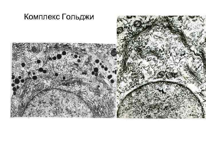 Комплекс Гольджи 